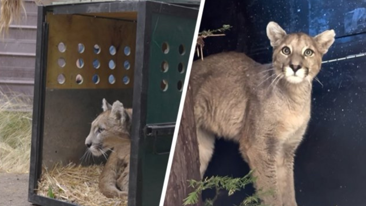 Imagen para: ¡ÚLTIMA HORA! Madre puma desespera en busca de su cachorra en Paine: ¡Esto es lo que realmente pasó!